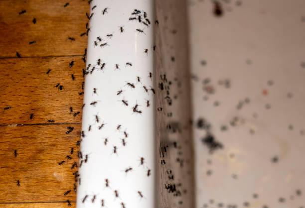 Best Pest Removal Services  in Hopatcong, NJ