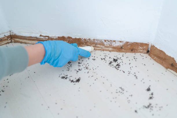 Best Termite Control Services  in Hopatcong, NJ